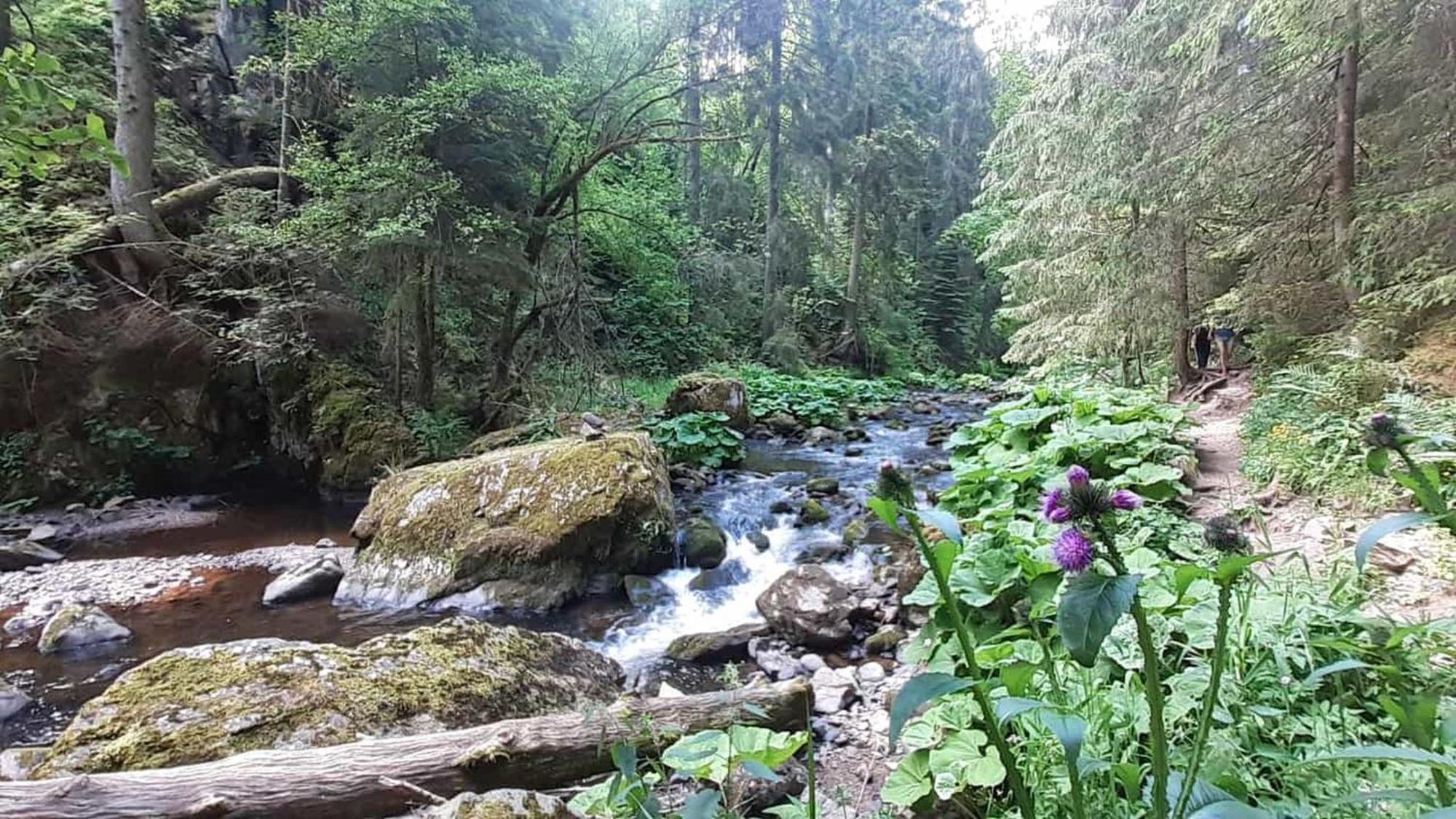 Landhaus Alpenpanorama Löffingen Dış mekan fotoğraf